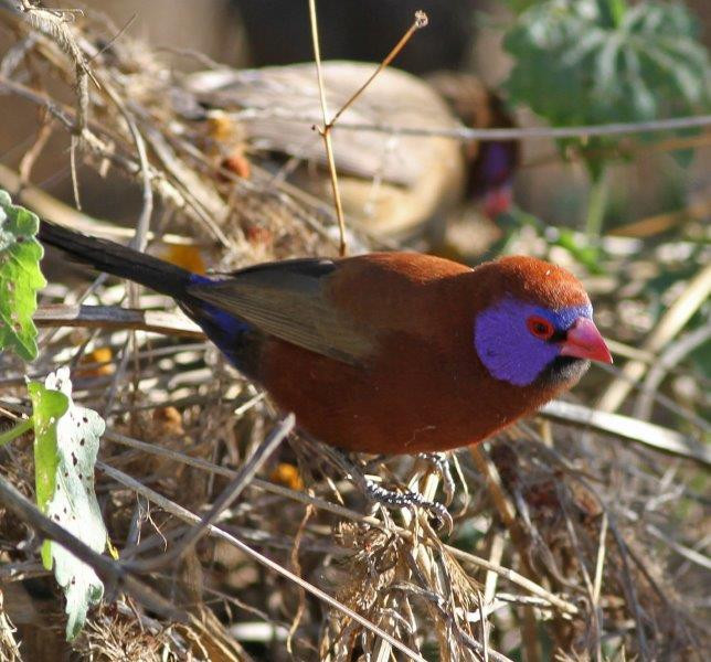 The stunning Violet-eared Waxbill should also be present…  
